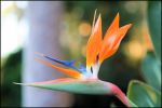 Birdplant.jpg