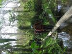 Kokoda148.JPG